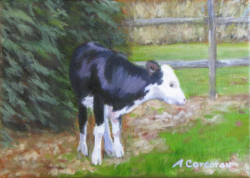 "Bashful", Black and white calf, Oil painting by Arline Corcoran, Danbury, CT
